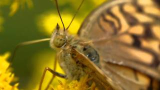 Fritillary on Canada Goldenrod ヒョウモンチョウの一種【名前を教えて】 [upl. by Ahtibat319]