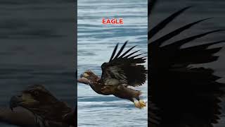 mEagle vs eagle fight😡😱trending shorts facts viralshort [upl. by Dustman]