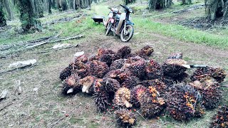 mumpung harga sawit mahal kita kipas aja buahnya panen sawit di Malaysia [upl. by Tumer739]