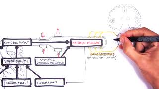 Regulation of Cardiac Output and Mean Arterial Pressure relationships [upl. by Weide]