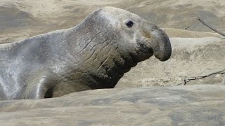 Elephant Seal Año Nuevo State Park CA Морские слоны [upl. by Oeflein498]