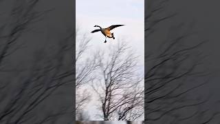 solo honker late season landing hunting goosehunting [upl. by Dearden945]