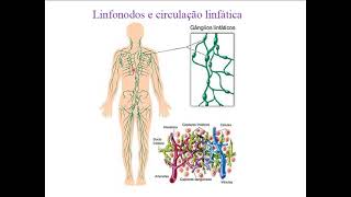 Introdução a Imunologia parte III [upl. by Einaffit438]