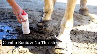 Easiest Way to Treat Thrush and Hoof Issues [upl. by Drhacir683]