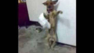 dog dancing arabic style [upl. by Aleunam411]