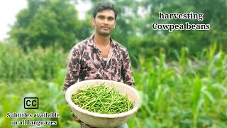 today harvested cowpea beans  fresh vegetables लोबिया फली [upl. by Caspar146]