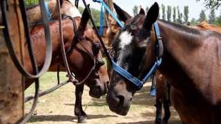 Polo in Argentina [upl. by Nirihs]