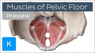 Muscles of the pelvic floor preview  Human Anatomy  Kenhub [upl. by Twum860]