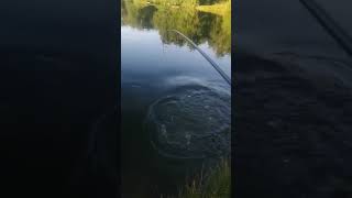 stalking carp in the margins fishing carpfish carp [upl. by Linnie]