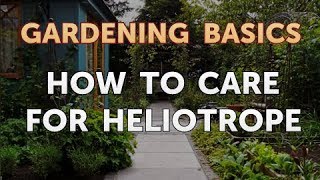 How to Care for Heliotrope [upl. by Arahs]