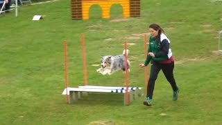 Agility Hunderennen  Ein Hundeparcour mit tollen Hindernissen [upl. by Navlys]