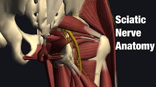 Anatomy of sciatic nerve English [upl. by Norine]