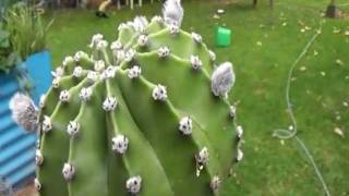 My Grafting on Snake cactus [upl. by Oruasi]