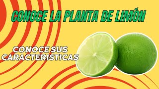 Conoce el Árbol de Limón Características y Beneficios Increíbles [upl. by Aikam813]