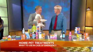 Household Items That Can Help Treat Your Pet [upl. by Regnij]