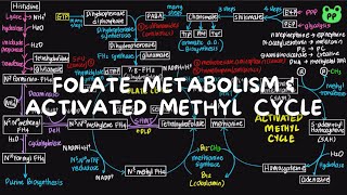 Folate Metabolism amp Activated Methyl Cycle  Nitrogen Metabolism 06  Biochemistry  PP Notes [upl. by Llerret]