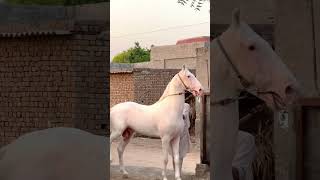 horse kathivawadi marwadi nukari nukra panjabihorse sinddi ghodi ghodo reel [upl. by Englebert978]