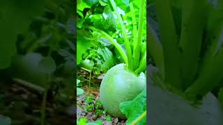 youtubeshorts agriculture viralvideo [upl. by Sezen]