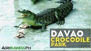 Crocodile Farming  Davao Crocodile Park  Agribusiness Philippines [upl. by Almap]