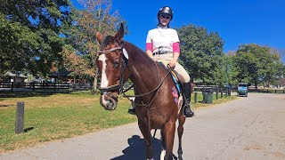 Turndown Da Volume Thoroughbred Makeover 2024 Former Broodmare Division [upl. by Ecirrehs]