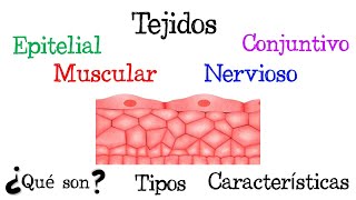 🍖 ¿Qué son los Tejidos 🍖 Tipos y Características Fácil y Rápido  FÍSICA [upl. by Guadalupe575]