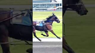 Horse in Flying Pace trendinghorse indianhorse viralvideo horselover ytshorts yt viralshort [upl. by Norvol]