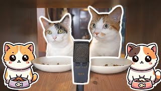 GATOS comiendo ASMR 🥣🐈 Sonidos de GATOS COMIENDO [upl. by Prebo903]