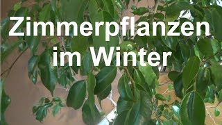 Zimmerpflanzen im Winter richtig pflegen Pflege Tipps Pflanzen Winter Gießen Licht [upl. by Weinstock]