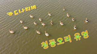 청둥오리 유영 오리 청둥오리 철새 유영 Korea [upl. by Brass]