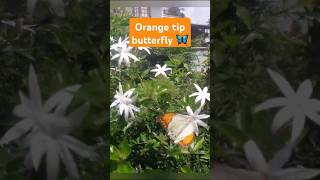 Great orange tip butterfly shortsfeed [upl. by Ardnaiek606]