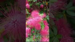 Flower calliandra tergemina [upl. by Bibah646]