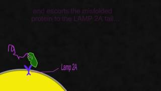 Chaperone mediated autophagy [upl. by Mordy]