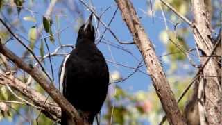 Australian Magpie Sound [upl. by Icat]