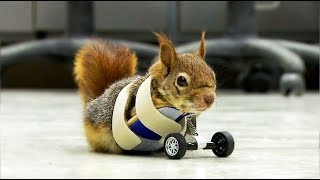 Turkish squirrel who lost front paws gets prosthetic set of wheels [upl. by Reizarf586]