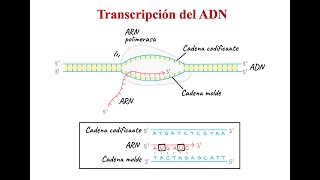 Transcripción del ADN  2º Bachillerato Biología [upl. by Gipps84]