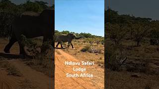 Ndlovu Safari Lodge Affordable Luxury in Big 5 Territory  South Africa Safari [upl. by Ardekal]