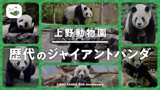 上野動物園 歴代のジャイアントパンダ [upl. by Mode]