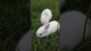 🐰🐇🪶🥀🪷🐀 chorki networkerbaire originalfilmsong viralvideo rabbit [upl. by Leaffar565]