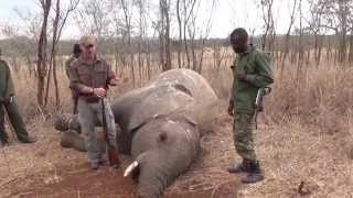 Elephant Poaching  how it works and why hunting is needed to save animal poplulations in Africa [upl. by Pardner]