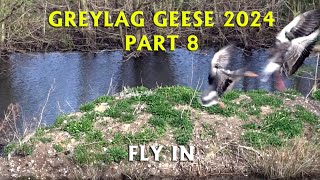 Greylag Geese Fly In  PART 8 [upl. by Emilio]