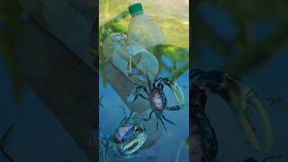 Amazing Simple Crab Trap With 2L Bottle survival crabtrap camping [upl. by Marsiella]