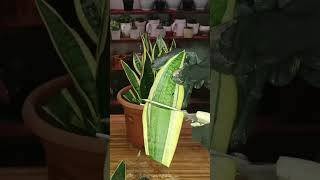 Sansevieria Leaf Cuttings Propagation plantpropagation sanseveria snakeplant [upl. by Gide]