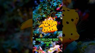 ⭐️ The Yellow Boxfish ⚠️ [upl. by Odille22]