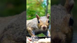 Todays squirrel pick [upl. by Adnola]