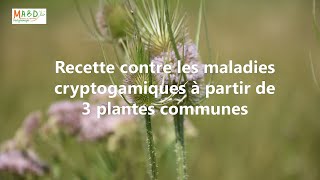 Recette contre les maladies cryptogamiques à partir de 3 plantes communes  MABD [upl. by Anitnamaid898]