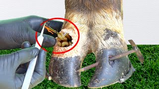 Cut Trim and Cleaning  Screw with Nails WAS STUCK IN cows hoof TK241004 [upl. by Nalepka]