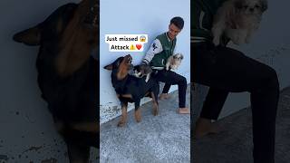 Rottweiler VS husky or shitzu ⚠️🚨Dangerous Daisy doglover rottweiler viralvideo shortvideo [upl. by Gnoht]