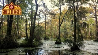 Merchants Millpond State Park North Carolina [upl. by Dinah]