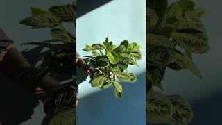 Maranta leuconeura Plant yourself [upl. by Claire645]