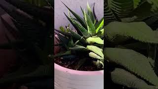 Propagation Ways haworthia haworthialimifolia plants [upl. by Ddarb]